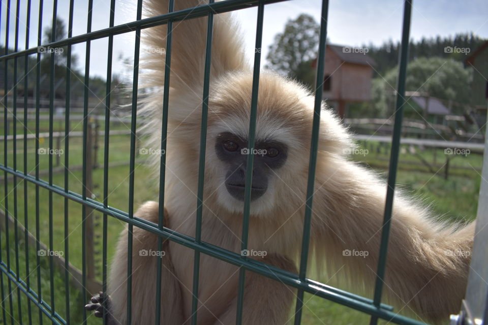 Monkey in captivity