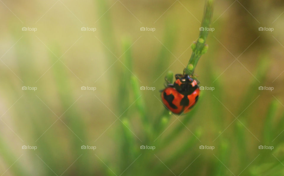 lady bugs