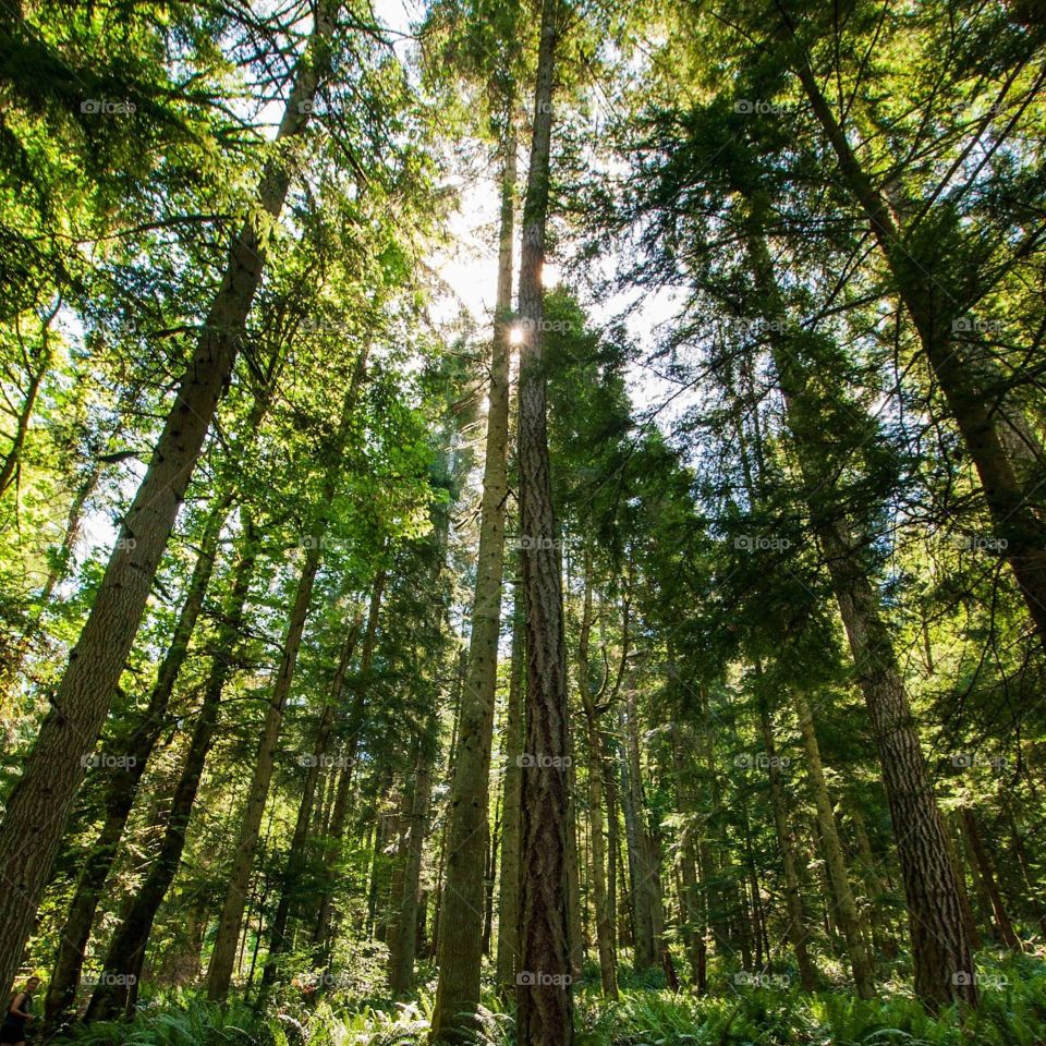 Large canopy of old growth trees.