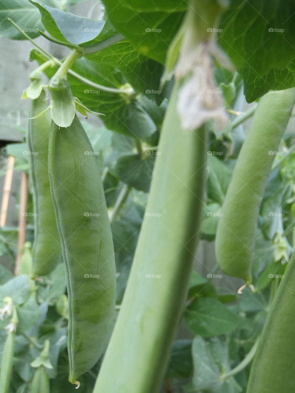 Pea season