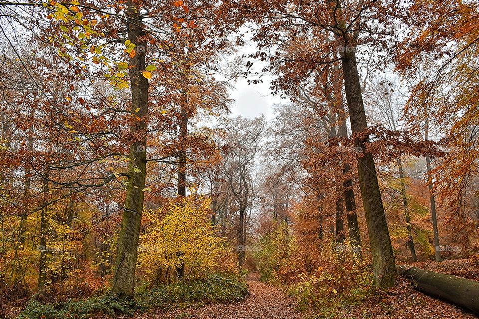 Autumn forest
