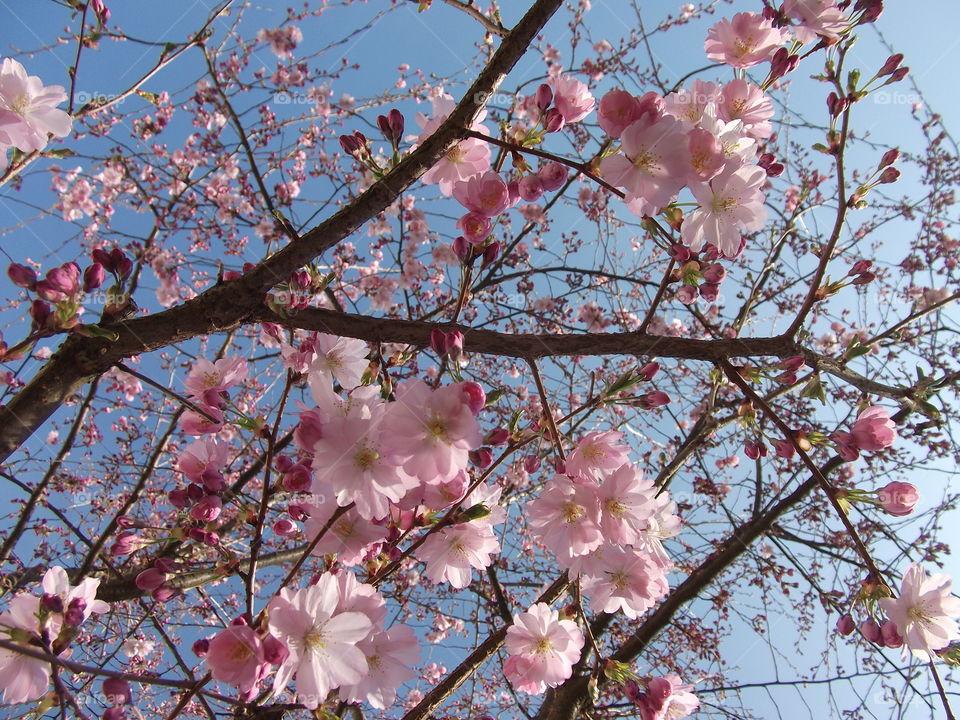 cherry blossom beautiful flower in summer