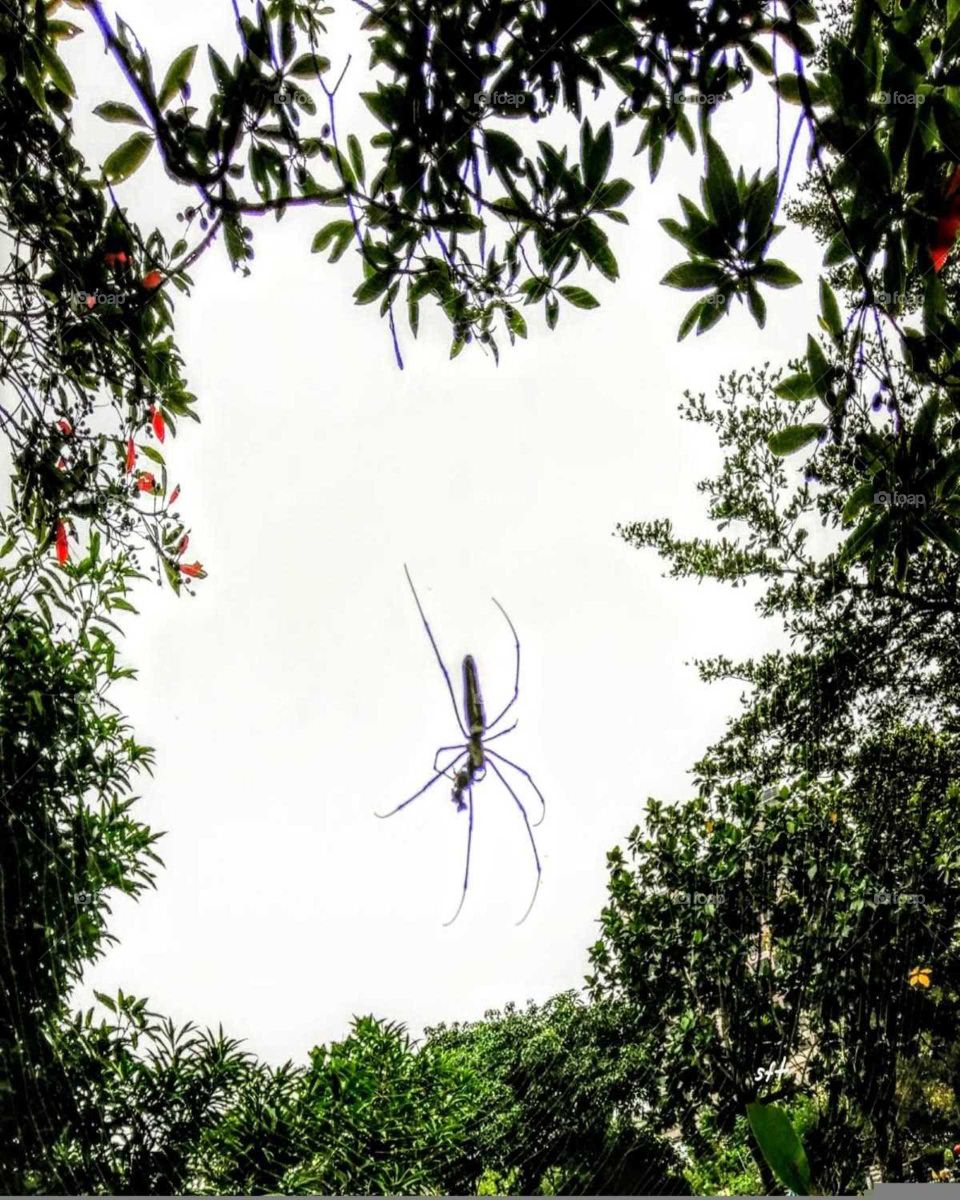 A smart spider sets trap to catch small insects with the spider web. so, this photo should be called "beautiful trap".