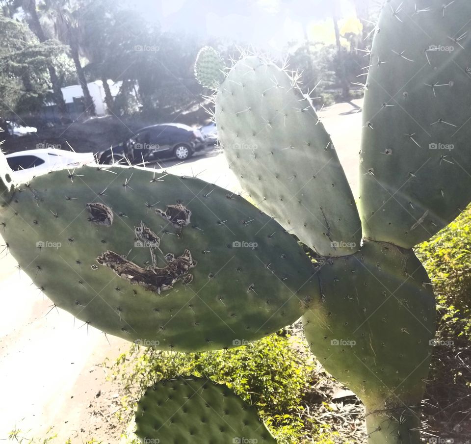 happy cactus