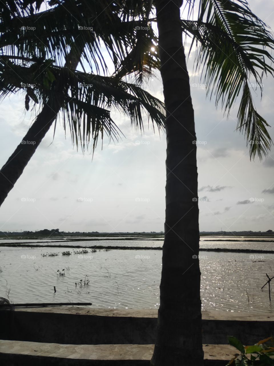 coconut tree landscape with rice fields behind it. and deliberately focused on the back area