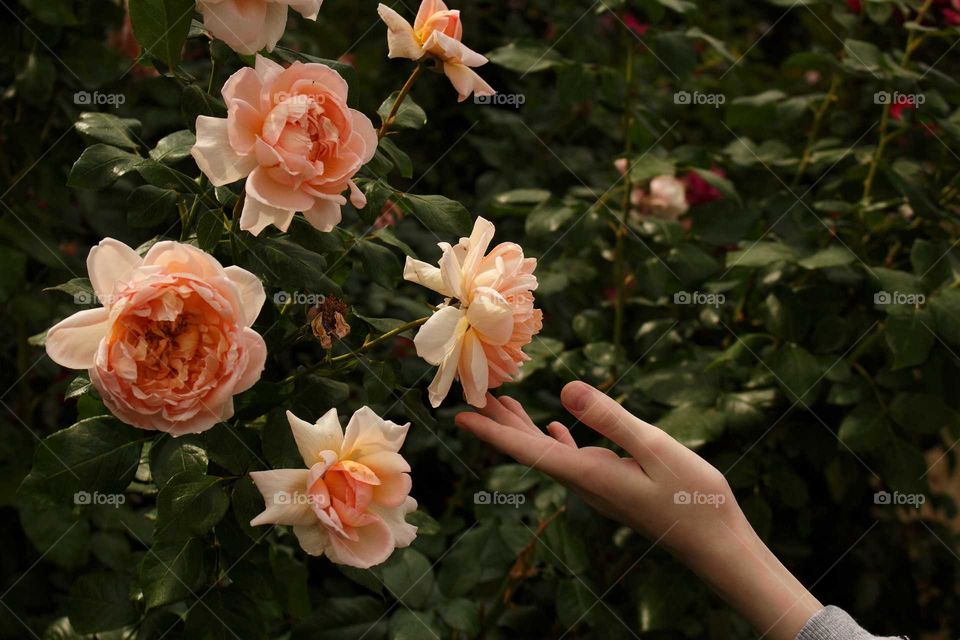 Rose, Flower, Wedding, Leaf, Nature