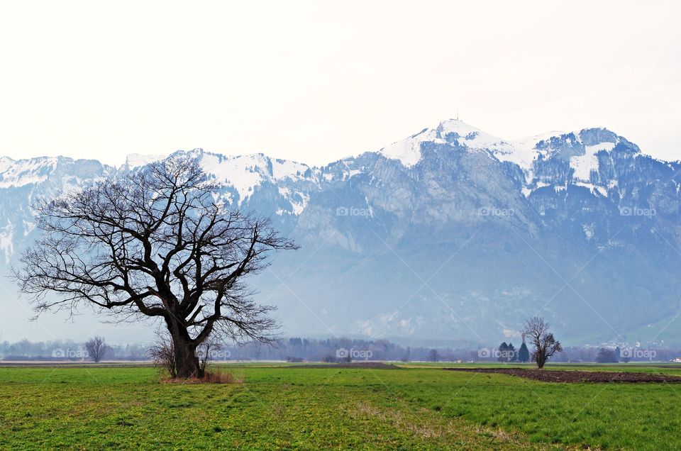 Bare tree in landscape