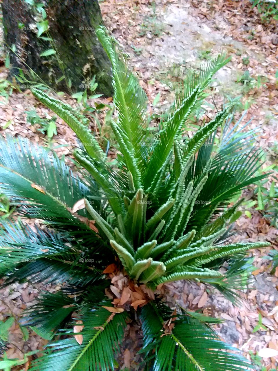 First new growth of the season for this Sago Palm
