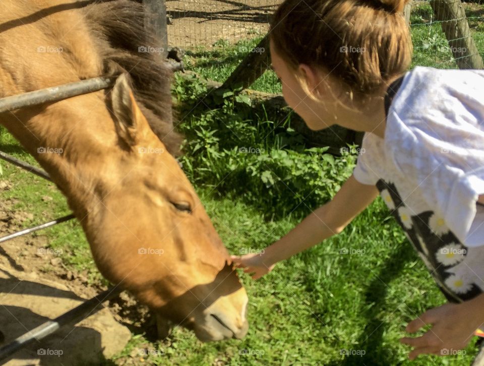 Horses