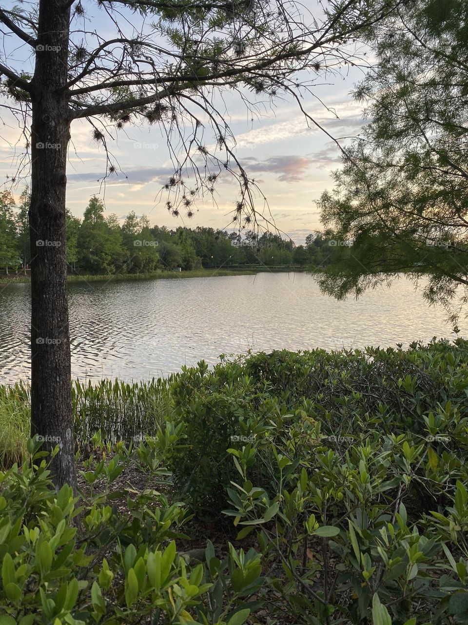 Evening Walk around a Pond