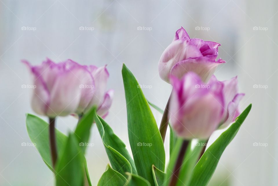 Tulips