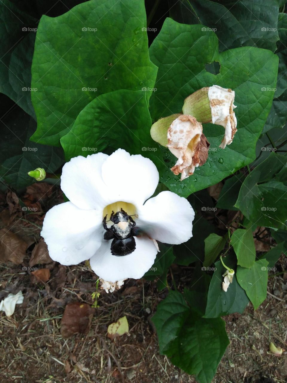 The body of Coleoptera