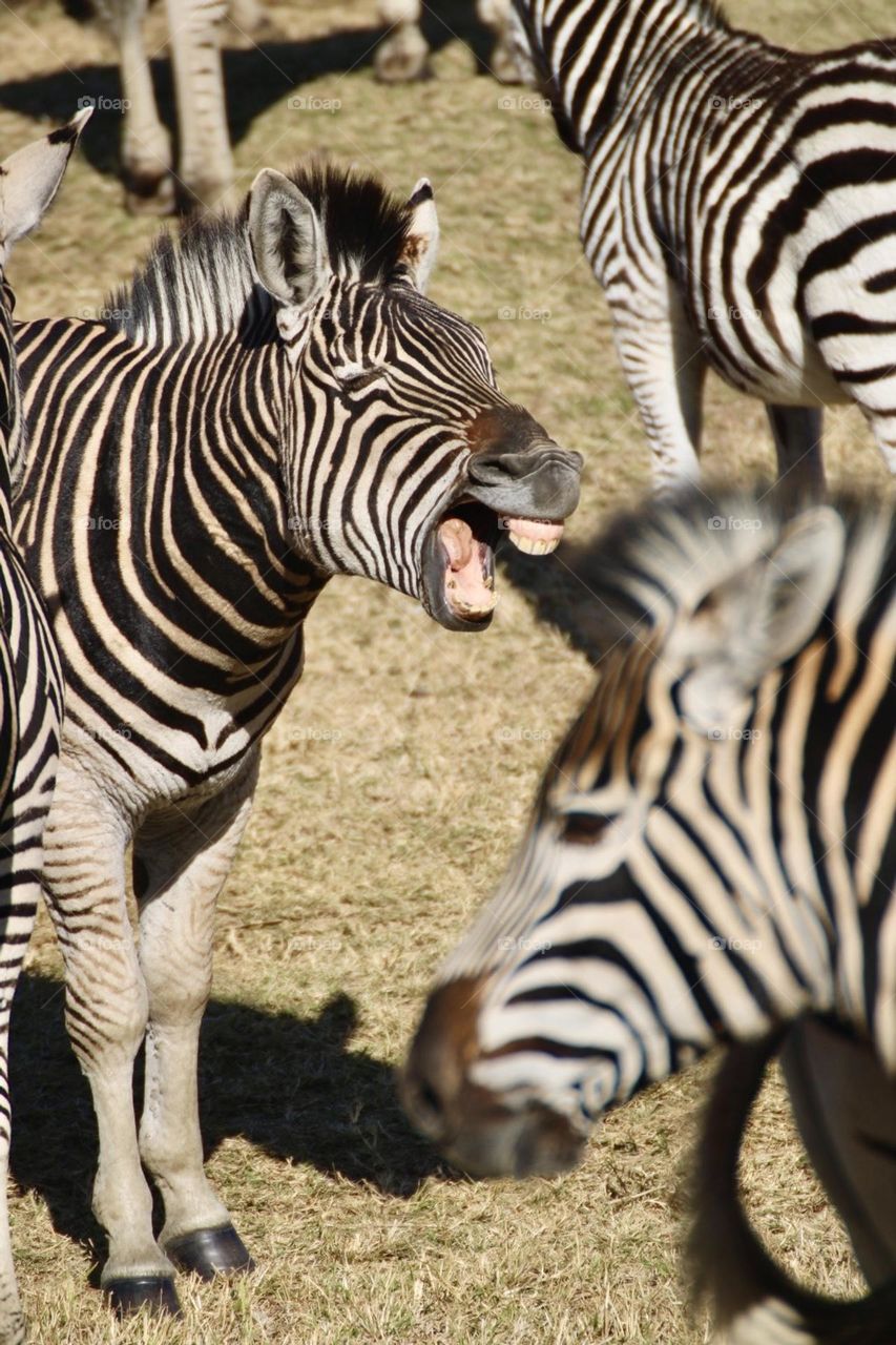 A close up shot of a zebra 