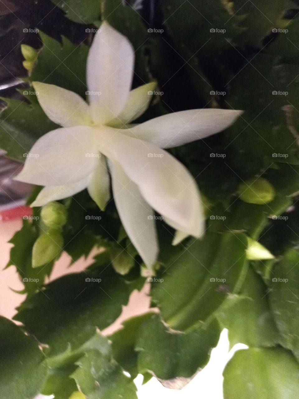 Flor de maio branca. A flor de maio é bela, encantadora e tem flores com cores belas e vivas