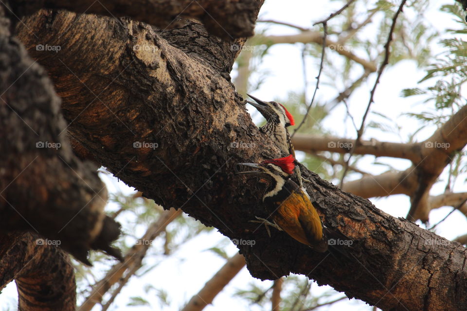 Black-rumped Flameback