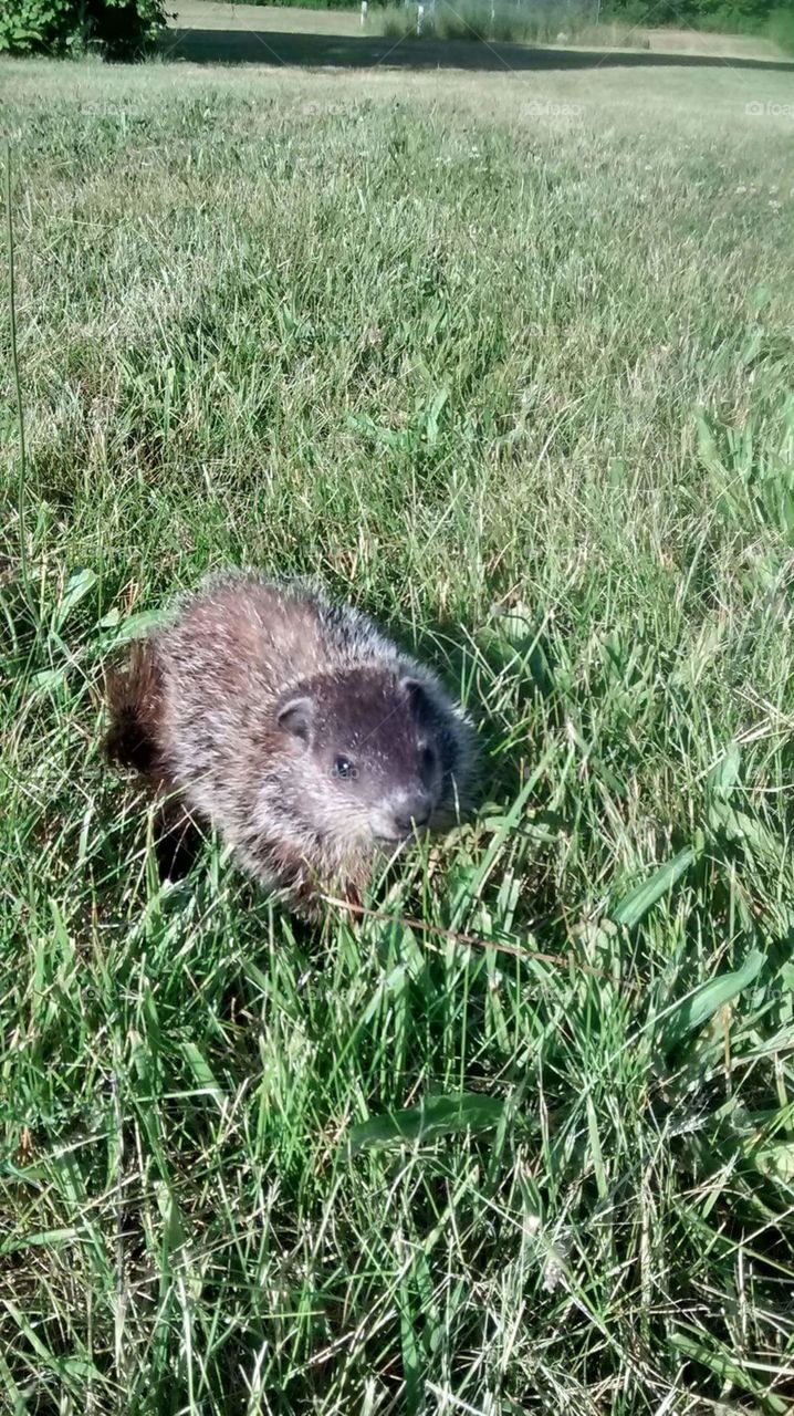 Portrait of a baby Woodchuck. This picture was taken after I chased off the hawk that was dive bombing him.