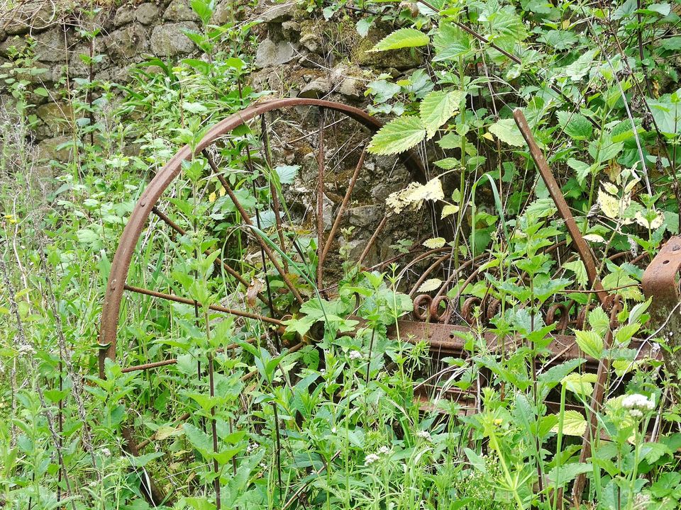 Rusting Wagon Wheel. Abandoned Farm Equipment Overgrown With Foliage
