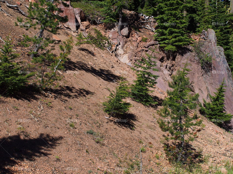 Overhead view of a tree on hill