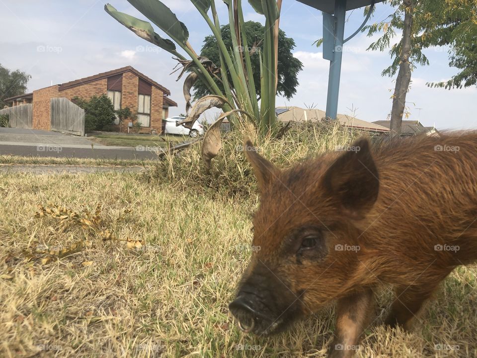 Ollie the miniature pig, posing with his best angle, or so he thinks! I don’t think he has a bad side, he’s cute from every angle!