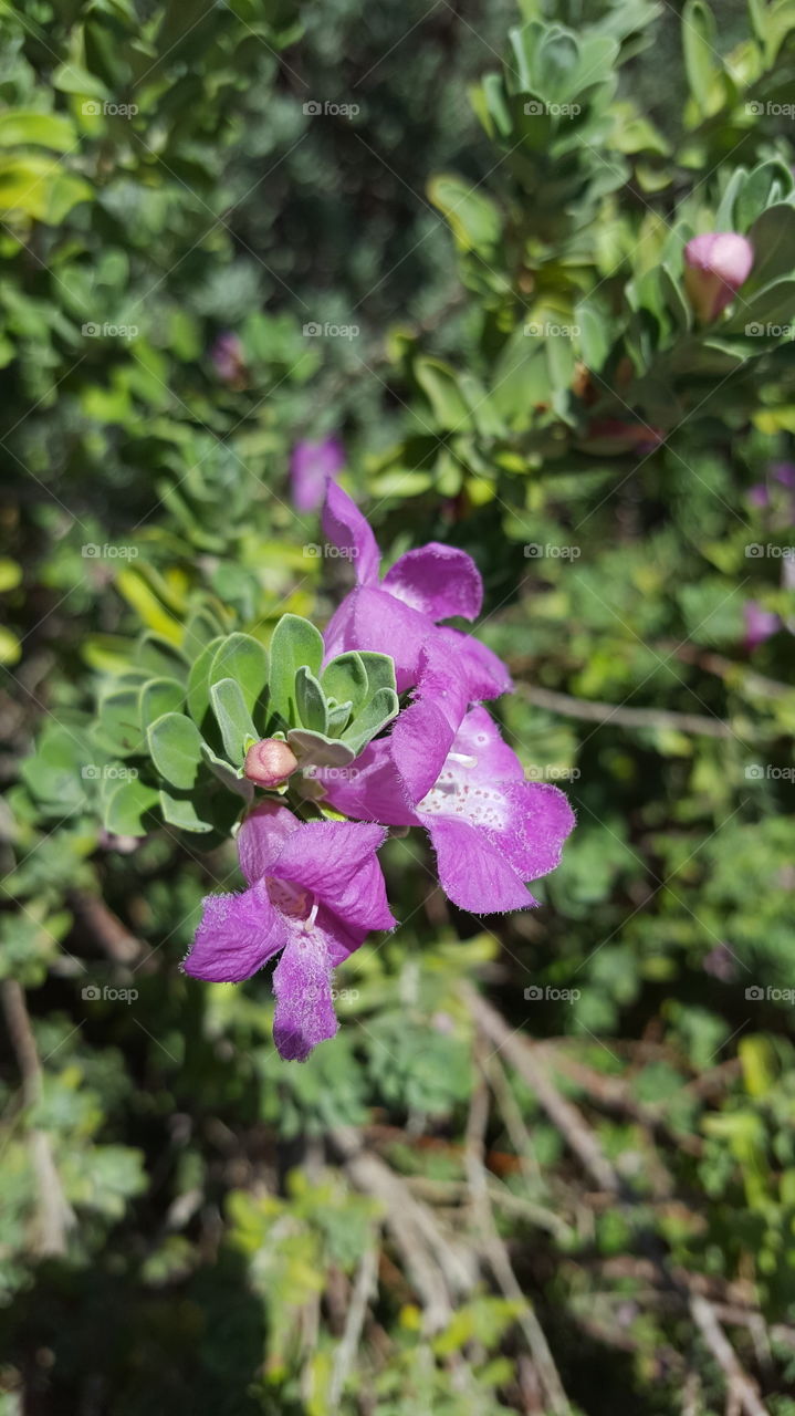Texas sage bloom