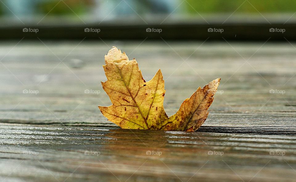 Maple leaf in Autumn