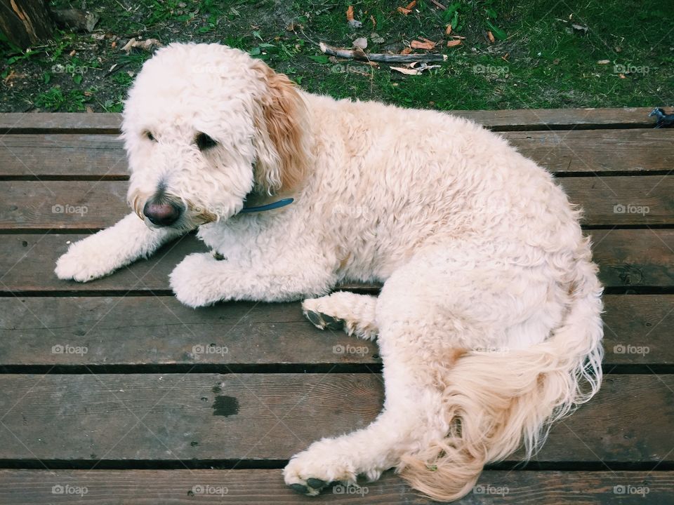 Golden-doodle laying on deck