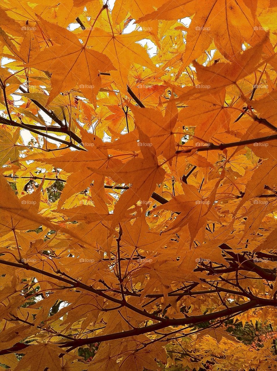 Westonbirt Arboretum