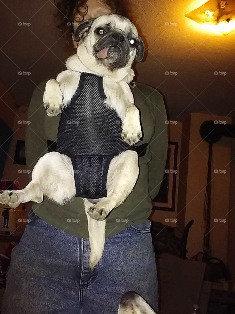 Lucy the pug