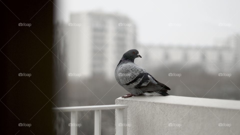 Pigeon 