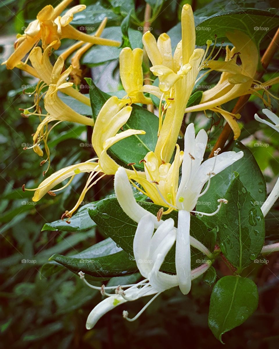 Lonicera japonica Thunb