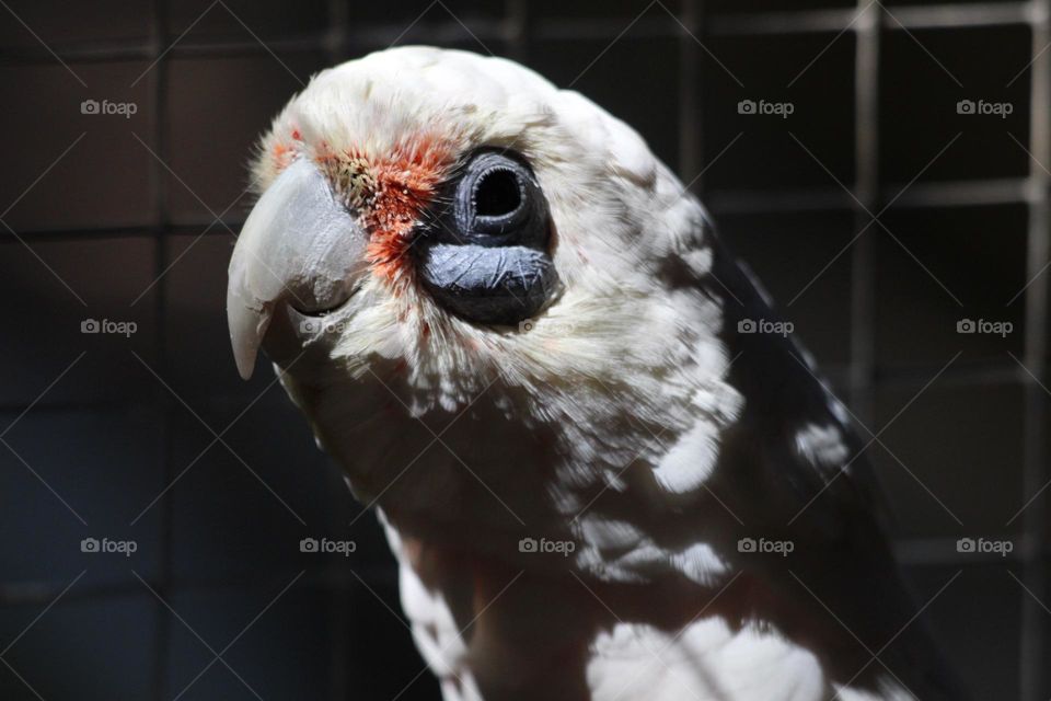 A little white corella shadowed by cage bars, staring at everyone curiously 