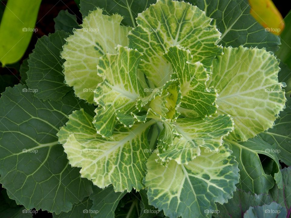 Kale plant