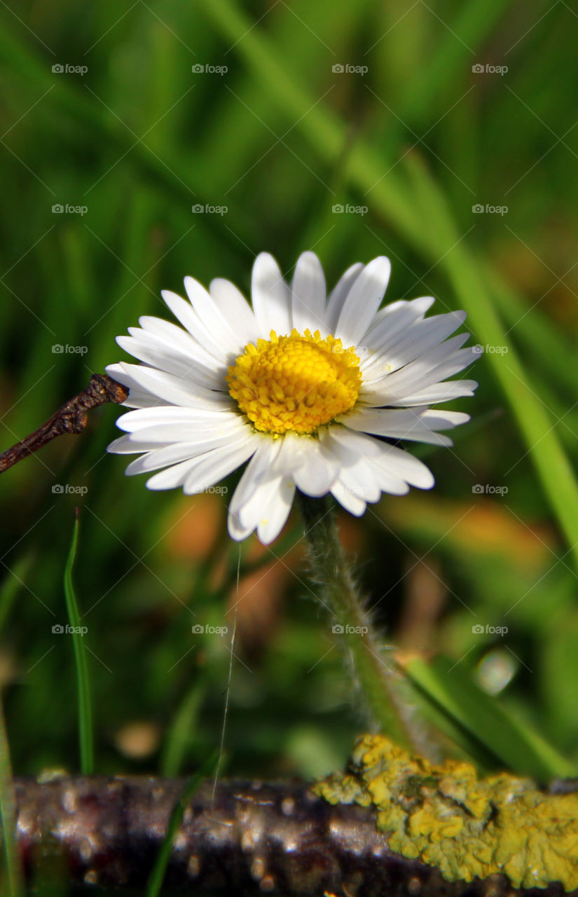 dandelion close up