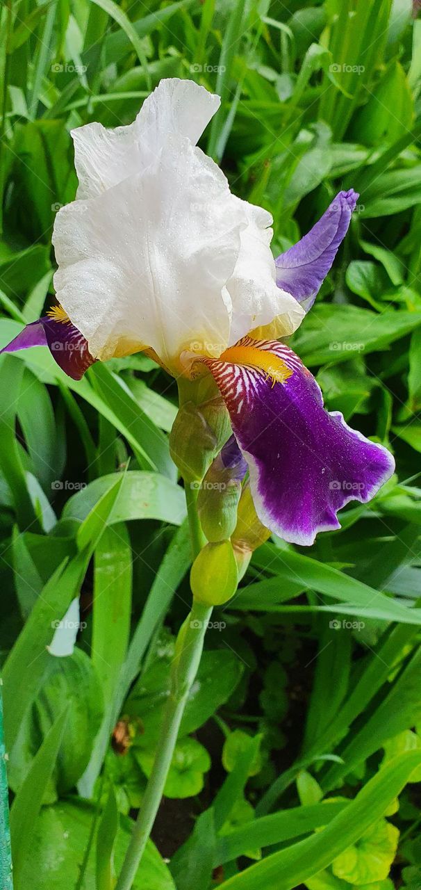 iris