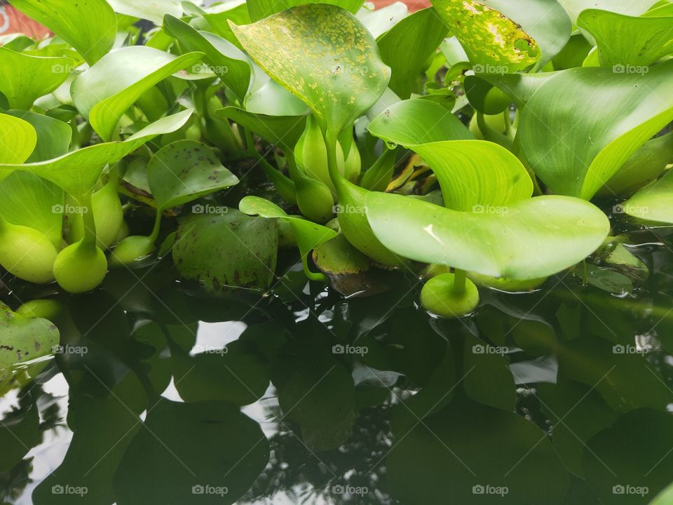 water hyacinth plants that grow in water, this plant is very useful for fish, I took this plant because it was interesting to shoot on December 1, 2020

￼