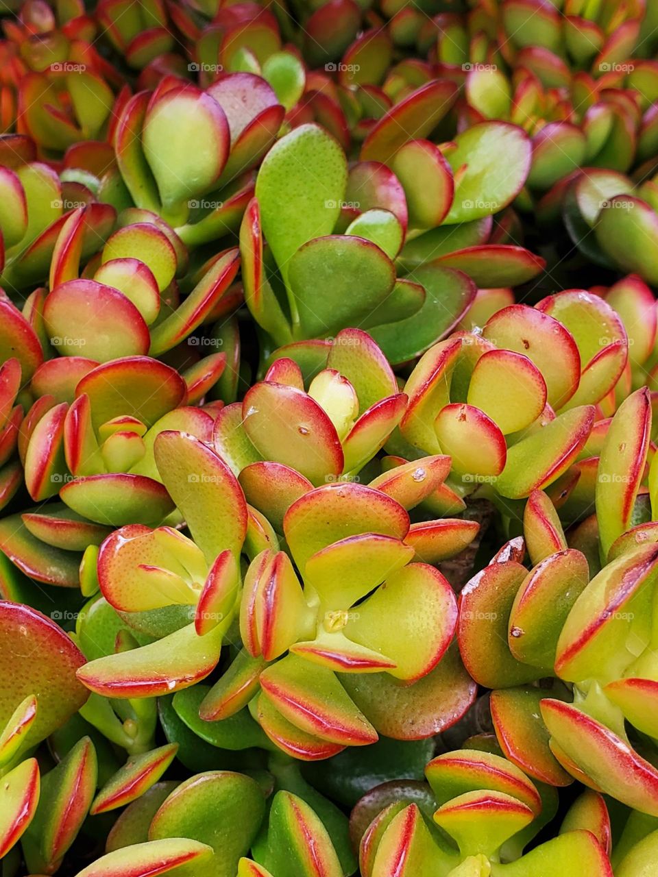 Green and Red Succulents