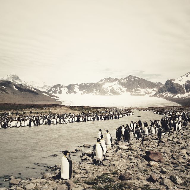 King penguins congregate along a stream on South Georgia.