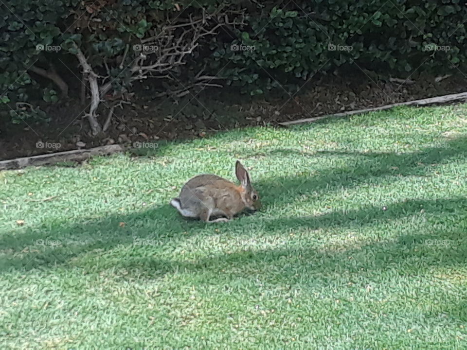 rabbit in grass
