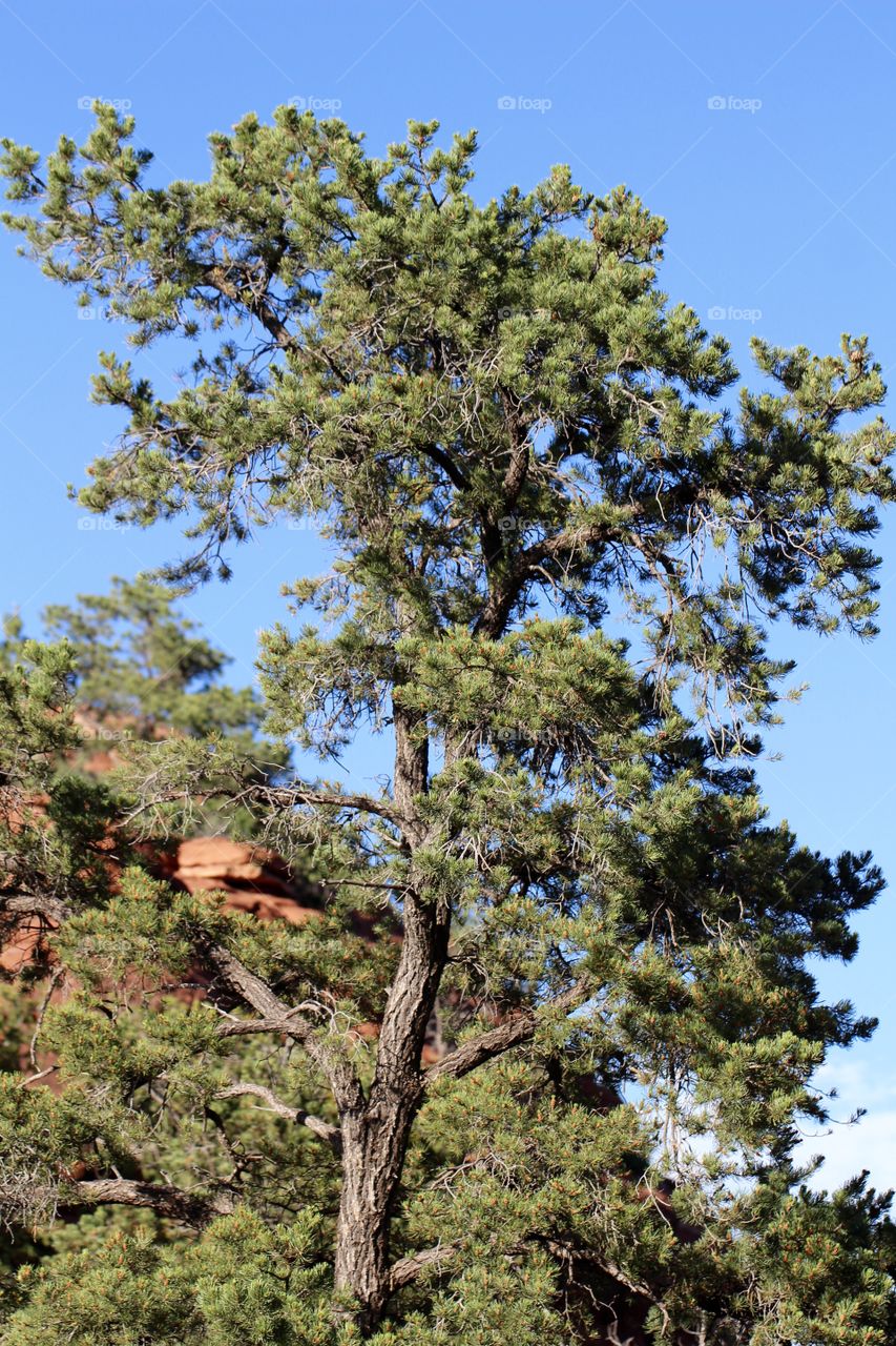 Pine Tree in Arizona 
