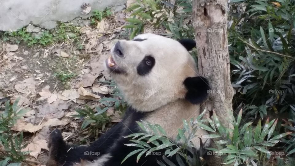 smiling panda. happy panda in china 