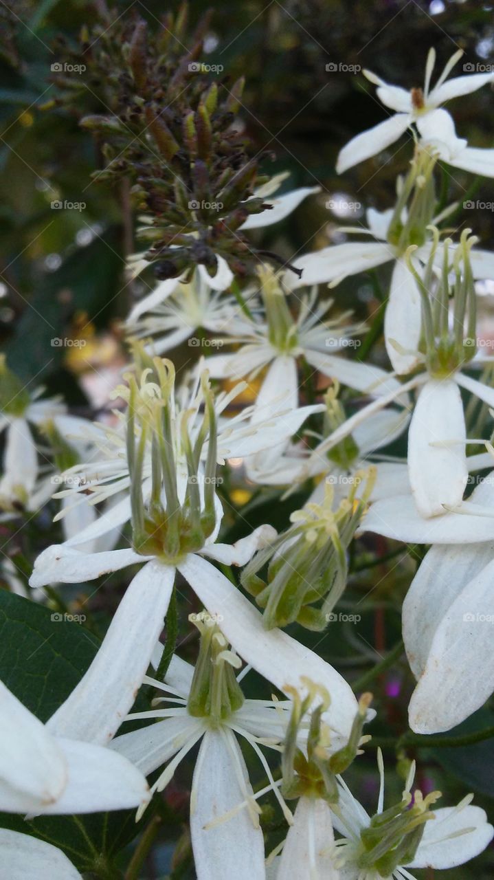 Flower, Nature, Flora, Leaf, Garden