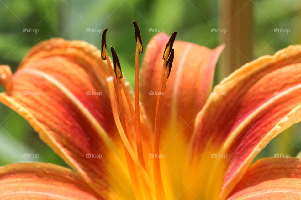 Orange flower