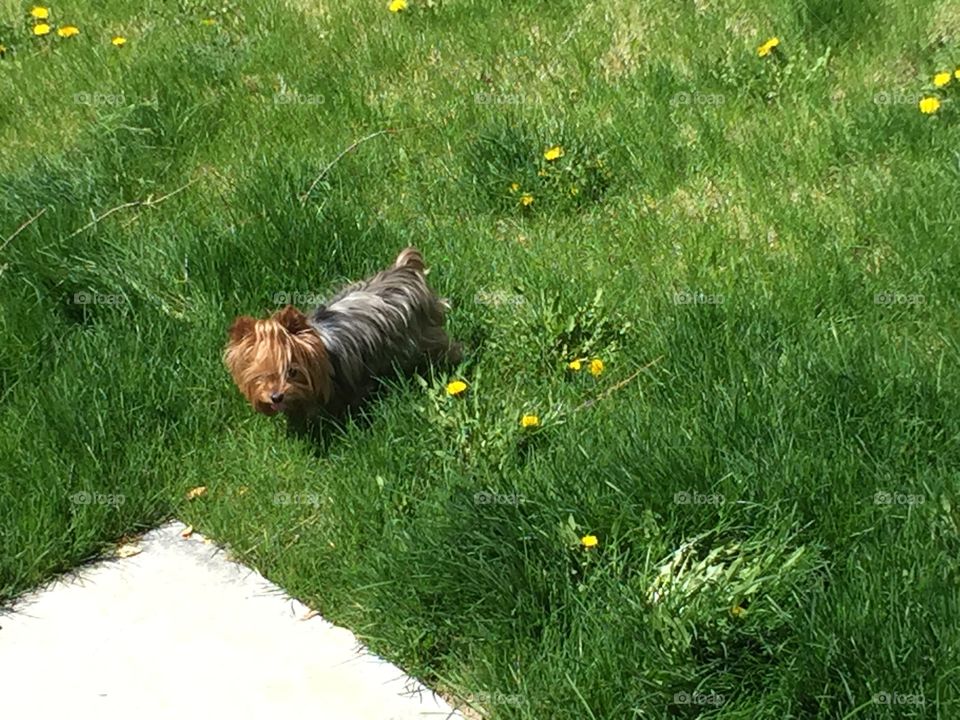 Spring Mini Yorkie