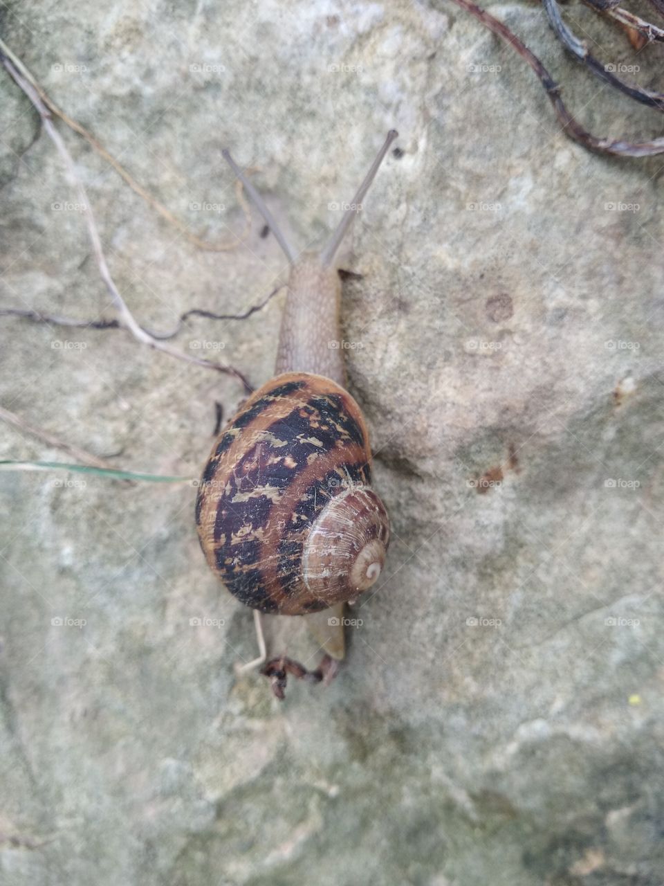 Snail