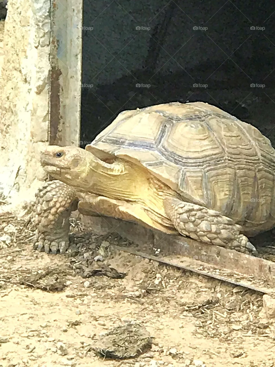Turtle