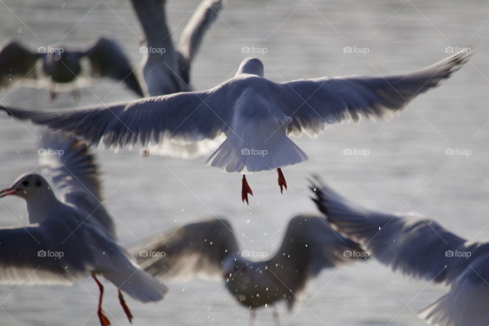 Seagulls flying over lake