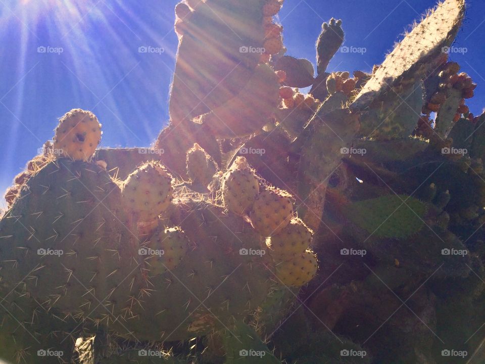 Sunny Cactus