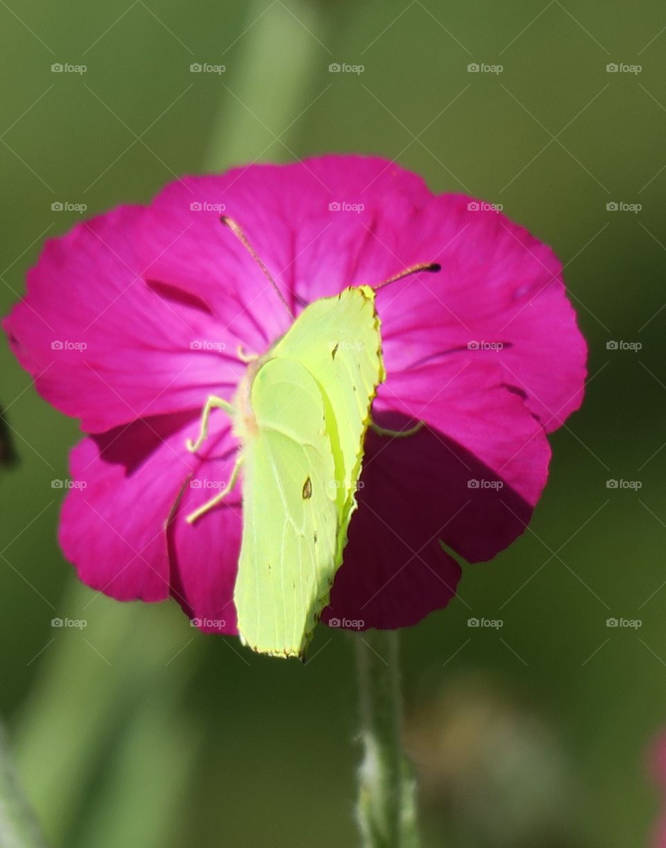 Butterfly on flowe