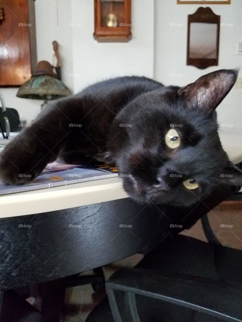 Black cat laying, hanging off table.