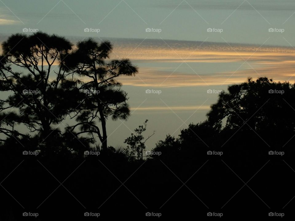 Tree, Sunset, Landscape, Dawn, Silhouette